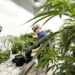 Cannabis goes mainstream: Seemingly overnight, pot has gone from illegal and a joke to a multi-billion dollar business