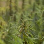 Hemp Opportunity Zones: A New Opportunity for Real Estate Investors